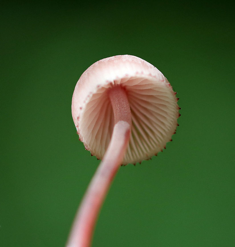 Bleeding Fairy Helmet - Mycena haematopus Small, pinkish mushroom with white gills. It exuded a purple juice from the stem when I disturbed it. <br />
<br />
Habitat: Growing on rotting wood in a deciduous forest.<br />
<figure class="photo"><a href="https://www.jungledragon.com/image/73302/bleeding_fairy_helmet_-_mycena_haematopus.html" title="Bleeding Fairy Helmet - Mycena haematopus"><img src="https://s3.amazonaws.com/media.jungledragon.com/images/3232/73302_thumb.jpg?AWSAccessKeyId=05GMT0V3GWVNE7GGM1R2&Expires=1769040010&Signature=adGR0EYhkKKtQmhVLk67e8SmRRI%3D" width="200" height="160" alt="Bleeding Fairy Helmet - Mycena haematopus Small, pinkish mushroom with white gills. It exuded a purple juice from the stem when I disturbed it. <br />
<br />
Habitat: Growing on rotting wood in a deciduous forest.<br />
https://www.jungledragon.com/image/73298/bleeding_fairy_helmet_-_mycena_haematopus.html<br />
https://www.jungledragon.com/image/73301/bleeding_fairy_helmet_-_mycena_haematopus.html<br />
https://www.jungledragon.com/image/73300/bleeding_fairy_helmet_-_mycena_haematopus.html<br />
https://www.jungledragon.com/image/73299/bleeding_fairy_helmet_-_mycena_haematopus.html Bleeding fairy helmet,Geotagged,Mycena haematopus,Summer,United States" /></a></figure><br />
<figure class="photo"><a href="https://www.jungledragon.com/image/73301/bleeding_fairy_helmet_-_mycena_haematopus.html" title="Bleeding Fairy Helmet - Mycena haematopus"><img src="https://s3.amazonaws.com/media.jungledragon.com/images/3232/73301_thumb.jpg?AWSAccessKeyId=05GMT0V3GWVNE7GGM1R2&Expires=1769040010&Signature=88t%2BJIlJBSpcYh98xyvKWtXNB8g%3D" width="114" height="152" alt="Bleeding Fairy Helmet - Mycena haematopus Small, pinkish mushroom with white gills. It exuded a purple juice from the stem when I disturbed it. <br />
<br />
Habitat: Growing on rotting wood in a deciduous forest.<br />
https://www.jungledragon.com/image/73298/bleeding_fairy_helmet_-_mycena_haematopus.html<br />
https://www.jungledragon.com/image/73302/bleeding_fairy_helmet_-_mycena_haematopus.html<br />
https://www.jungledragon.com/image/73300/bleeding_fairy_helmet_-_mycena_haematopus.html<br />
https://www.jungledragon.com/image/73299/bleeding_fairy_helmet_-_mycena_haematopus.html Bleeding fairy helmet,Geotagged,Mycena haematopus,Summer,United States" /></a></figure><br />
<figure class="photo"><a href="https://www.jungledragon.com/image/73300/bleeding_fairy_helmet_-_mycena_haematopus.html" title="Bleeding Fairy Helmet - Mycena haematopus"><img src="https://s3.amazonaws.com/media.jungledragon.com/images/3232/73300_thumb.jpg?AWSAccessKeyId=05GMT0V3GWVNE7GGM1R2&Expires=1769040010&Signature=j1pNDRWIdbyDMaASikR7%2Fh1WMWo%3D" width="200" height="160" alt="Bleeding Fairy Helmet - Mycena haematopus Small, pinkish mushroom with white gills. It exuded a purple juice from the stem when I disturbed it. <br />
<br />
Habitat: Growing on rotting wood in a deciduous forest.<br />
https://www.jungledragon.com/image/73298/bleeding_fairy_helmet_-_mycena_haematopus.html<br />
https://www.jungledragon.com/image/73302/bleeding_fairy_helmet_-_mycena_haematopus.html<br />
https://www.jungledragon.com/image/73301/bleeding_fairy_helmet_-_mycena_haematopus.html<br />
https://www.jungledragon.com/image/73299/bleeding_fairy_helmet_-_mycena_haematopus.html Bleeding fairy helmet,Geotagged,Mycena haematopus,Summer,United States" /></a></figure><br />
<figure class="photo"><a href="https://www.jungledragon.com/image/73299/bleeding_fairy_helmet_-_mycena_haematopus.html" title="Bleeding Fairy Helmet - Mycena haematopus"><img src="https://s3.amazonaws.com/media.jungledragon.com/images/3232/73299_thumb.jpg?AWSAccessKeyId=05GMT0V3GWVNE7GGM1R2&Expires=1769040010&Signature=2DdhMgLA8XviG0p5VJbuODswrVM%3D" width="130" height="152" alt="Bleeding Fairy Helmet - Mycena haematopus Small, pinkish mushroom with white gills. It exuded a purple juice from the stem when I disturbed it. <br />
<br />
Habitat: Growing on rotting wood in a deciduous forest.<br />
https://www.jungledragon.com/image/73298/bleeding_fairy_helmet_-_mycena_haematopus.html<br />
https://www.jungledragon.com/image/73302/bleeding_fairy_helmet_-_mycena_haematopus.html<br />
https://www.jungledragon.com/image/73301/bleeding_fairy_helmet_-_mycena_haematopus.html<br />
https://www.jungledragon.com/image/73300/bleeding_fairy_helmet_-_mycena_haematopus.html Bleeding fairy helmet,Geotagged,Mycena haematopus,Summer,United States" /></a></figure> Bleeding fairy helmet,Geotagged,Mycena haematopus,Summer,United States,fungus,mushroom,pink