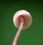 Bleeding Fairy Helmet - Mycena haematopus Small, pinkish mushroom with white gills. It exuded a purple juice from the stem when I disturbed it. <br />
<br />
Habitat: Growing on rotting wood in a deciduous forest.<br />
https://www.jungledragon.com/image/73302/bleeding_fairy_helmet_-_mycena_haematopus.html<br />
https://www.jungledragon.com/image/73301/bleeding_fairy_helmet_-_mycena_haematopus.html<br />
https://www.jungledragon.com/image/73300/bleeding_fairy_helmet_-_mycena_haematopus.html<br />
https://www.jungledragon.com/image/73299/bleeding_fairy_helmet_-_mycena_haematopus.html Bleeding fairy helmet,Geotagged,Mycena haematopus,Summer,United States,fungus,mushroom,pink