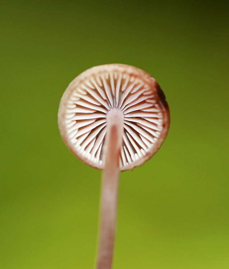 Bleeding Fairy Helmet - Mycena haematopus Small, pinkish mushroom with white gills. It exuded a purple juice from the stem when I disturbed it. <br />
<br />
Habitat: Growing on rotting wood in a deciduous forest.<br />
<figure class="photo"><a href="https://www.jungledragon.com/image/73298/bleeding_fairy_helmet_-_mycena_haematopus.html" title="Bleeding Fairy Helmet - Mycena haematopus"><img src="https://s3.amazonaws.com/media.jungledragon.com/images/3232/73298_thumb.jpg?AWSAccessKeyId=05GMT0V3GWVNE7GGM1R2&Expires=1770854410&Signature=Bgm59br7dBaXcG0HJouBUnS7508%3D" width="146" height="152" alt="Bleeding Fairy Helmet - Mycena haematopus Small, pinkish mushroom with white gills. It exuded a purple juice from the stem when I disturbed it. <br />
<br />
Habitat: Growing on rotting wood in a deciduous forest.<br />
https://www.jungledragon.com/image/73302/bleeding_fairy_helmet_-_mycena_haematopus.html<br />
https://www.jungledragon.com/image/73301/bleeding_fairy_helmet_-_mycena_haematopus.html<br />
https://www.jungledragon.com/image/73300/bleeding_fairy_helmet_-_mycena_haematopus.html<br />
https://www.jungledragon.com/image/73299/bleeding_fairy_helmet_-_mycena_haematopus.html Bleeding fairy helmet,Geotagged,Mycena haematopus,Summer,United States,fungus,mushroom,pink" /></a></figure><br />
<figure class="photo"><a href="https://www.jungledragon.com/image/73302/bleeding_fairy_helmet_-_mycena_haematopus.html" title="Bleeding Fairy Helmet - Mycena haematopus"><img src="https://s3.amazonaws.com/media.jungledragon.com/images/3232/73302_thumb.jpg?AWSAccessKeyId=05GMT0V3GWVNE7GGM1R2&Expires=1770854410&Signature=Bi6A7CjJ9ADGgbPbupLuCnoNWeA%3D" width="200" height="160" alt="Bleeding Fairy Helmet - Mycena haematopus Small, pinkish mushroom with white gills. It exuded a purple juice from the stem when I disturbed it. <br />
<br />
Habitat: Growing on rotting wood in a deciduous forest.<br />
https://www.jungledragon.com/image/73298/bleeding_fairy_helmet_-_mycena_haematopus.html<br />
https://www.jungledragon.com/image/73301/bleeding_fairy_helmet_-_mycena_haematopus.html<br />
https://www.jungledragon.com/image/73300/bleeding_fairy_helmet_-_mycena_haematopus.html<br />
https://www.jungledragon.com/image/73299/bleeding_fairy_helmet_-_mycena_haematopus.html Bleeding fairy helmet,Geotagged,Mycena haematopus,Summer,United States" /></a></figure><br />
<figure class="photo"><a href="https://www.jungledragon.com/image/73301/bleeding_fairy_helmet_-_mycena_haematopus.html" title="Bleeding Fairy Helmet - Mycena haematopus"><img src="https://s3.amazonaws.com/media.jungledragon.com/images/3232/73301_thumb.jpg?AWSAccessKeyId=05GMT0V3GWVNE7GGM1R2&Expires=1770854410&Signature=Aj%2BUfJT42KldyYvw5M6S1TtQIHQ%3D" width="114" height="152" alt="Bleeding Fairy Helmet - Mycena haematopus Small, pinkish mushroom with white gills. It exuded a purple juice from the stem when I disturbed it. <br />
<br />
Habitat: Growing on rotting wood in a deciduous forest.<br />
https://www.jungledragon.com/image/73298/bleeding_fairy_helmet_-_mycena_haematopus.html<br />
https://www.jungledragon.com/image/73302/bleeding_fairy_helmet_-_mycena_haematopus.html<br />
https://www.jungledragon.com/image/73300/bleeding_fairy_helmet_-_mycena_haematopus.html<br />
https://www.jungledragon.com/image/73299/bleeding_fairy_helmet_-_mycena_haematopus.html Bleeding fairy helmet,Geotagged,Mycena haematopus,Summer,United States" /></a></figure><br />
<figure class="photo"><a href="https://www.jungledragon.com/image/73300/bleeding_fairy_helmet_-_mycena_haematopus.html" title="Bleeding Fairy Helmet - Mycena haematopus"><img src="https://s3.amazonaws.com/media.jungledragon.com/images/3232/73300_thumb.jpg?AWSAccessKeyId=05GMT0V3GWVNE7GGM1R2&Expires=1770854410&Signature=wYKrLe4yCCvFaxOVFYTZrSr6oAo%3D" width="200" height="160" alt="Bleeding Fairy Helmet - Mycena haematopus Small, pinkish mushroom with white gills. It exuded a purple juice from the stem when I disturbed it. <br />
<br />
Habitat: Growing on rotting wood in a deciduous forest.<br />
https://www.jungledragon.com/image/73298/bleeding_fairy_helmet_-_mycena_haematopus.html<br />
https://www.jungledragon.com/image/73302/bleeding_fairy_helmet_-_mycena_haematopus.html<br />
https://www.jungledragon.com/image/73301/bleeding_fairy_helmet_-_mycena_haematopus.html<br />
https://www.jungledragon.com/image/73299/bleeding_fairy_helmet_-_mycena_haematopus.html Bleeding fairy helmet,Geotagged,Mycena haematopus,Summer,United States" /></a></figure> Bleeding fairy helmet,Geotagged,Mycena haematopus,Summer,United States