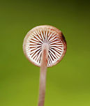 Bleeding Fairy Helmet - Mycena haematopus Small, pinkish mushroom with white gills. It exuded a purple juice from the stem when I disturbed it. <br />
<br />
Habitat: Growing on rotting wood in a deciduous forest.<br />
https://www.jungledragon.com/image/73298/bleeding_fairy_helmet_-_mycena_haematopus.html<br />
https://www.jungledragon.com/image/73302/bleeding_fairy_helmet_-_mycena_haematopus.html<br />
https://www.jungledragon.com/image/73301/bleeding_fairy_helmet_-_mycena_haematopus.html<br />
https://www.jungledragon.com/image/73300/bleeding_fairy_helmet_-_mycena_haematopus.html Bleeding fairy helmet,Geotagged,Mycena haematopus,Summer,United States
