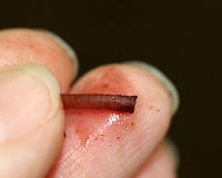 Bleeding Fairy Helmet - Mycena haematopus Small, pinkish mushroom with white gills. It exuded a purple juice from the stem when I disturbed it. <br />
<br />
Habitat: Growing on rotting wood in a deciduous forest.<br />
https://www.jungledragon.com/image/73298/bleeding_fairy_helmet_-_mycena_haematopus.html<br />
https://www.jungledragon.com/image/73302/bleeding_fairy_helmet_-_mycena_haematopus.html<br />
https://www.jungledragon.com/image/73301/bleeding_fairy_helmet_-_mycena_haematopus.html<br />
https://www.jungledragon.com/image/73299/bleeding_fairy_helmet_-_mycena_haematopus.html Bleeding fairy helmet,Geotagged,Mycena haematopus,Summer,United States