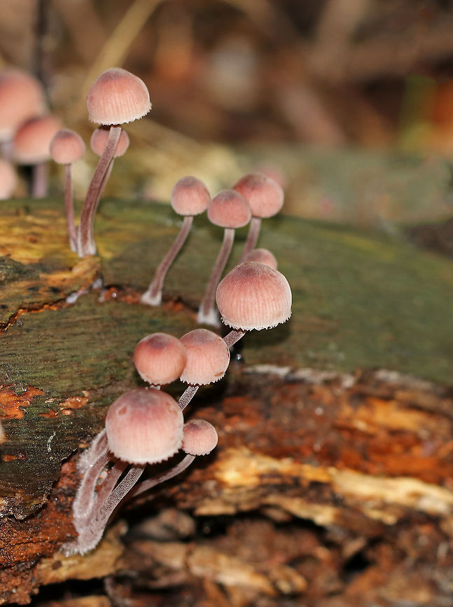 Bleeding Fairy Helmet - Mycena haematopus Small, pinkish mushroom with white gills. It exuded a purple juice from the stem when I disturbed it. <br />
<br />
Habitat: Growing on rotting wood in a deciduous forest.<br />
<figure class="photo"><a href="https://www.jungledragon.com/image/73298/bleeding_fairy_helmet_-_mycena_haematopus.html" title="Bleeding Fairy Helmet - Mycena haematopus"><img src="https://s3.amazonaws.com/media.jungledragon.com/images/3232/73298_thumb.jpg?AWSAccessKeyId=05GMT0V3GWVNE7GGM1R2&Expires=1767225610&Signature=k3W%2Bemp93lG89lv9S0p0zhUjLQQ%3D" width="146" height="152" alt="Bleeding Fairy Helmet - Mycena haematopus Small, pinkish mushroom with white gills. It exuded a purple juice from the stem when I disturbed it. <br />
<br />
Habitat: Growing on rotting wood in a deciduous forest.<br />
https://www.jungledragon.com/image/73302/bleeding_fairy_helmet_-_mycena_haematopus.html<br />
https://www.jungledragon.com/image/73301/bleeding_fairy_helmet_-_mycena_haematopus.html<br />
https://www.jungledragon.com/image/73300/bleeding_fairy_helmet_-_mycena_haematopus.html<br />
https://www.jungledragon.com/image/73299/bleeding_fairy_helmet_-_mycena_haematopus.html Bleeding fairy helmet,Geotagged,Mycena haematopus,Summer,United States,fungus,mushroom,pink" /></a></figure><br />
<figure class="photo"><a href="https://www.jungledragon.com/image/73302/bleeding_fairy_helmet_-_mycena_haematopus.html" title="Bleeding Fairy Helmet - Mycena haematopus"><img src="https://s3.amazonaws.com/media.jungledragon.com/images/3232/73302_thumb.jpg?AWSAccessKeyId=05GMT0V3GWVNE7GGM1R2&Expires=1767225610&Signature=1sFMuuEiReXEJTRO8J2%2BNkmhdLk%3D" width="200" height="160" alt="Bleeding Fairy Helmet - Mycena haematopus Small, pinkish mushroom with white gills. It exuded a purple juice from the stem when I disturbed it. <br />
<br />
Habitat: Growing on rotting wood in a deciduous forest.<br />
https://www.jungledragon.com/image/73298/bleeding_fairy_helmet_-_mycena_haematopus.html<br />
https://www.jungledragon.com/image/73301/bleeding_fairy_helmet_-_mycena_haematopus.html<br />
https://www.jungledragon.com/image/73300/bleeding_fairy_helmet_-_mycena_haematopus.html<br />
https://www.jungledragon.com/image/73299/bleeding_fairy_helmet_-_mycena_haematopus.html Bleeding fairy helmet,Geotagged,Mycena haematopus,Summer,United States" /></a></figure><br />
<figure class="photo"><a href="https://www.jungledragon.com/image/73300/bleeding_fairy_helmet_-_mycena_haematopus.html" title="Bleeding Fairy Helmet - Mycena haematopus"><img src="https://s3.amazonaws.com/media.jungledragon.com/images/3232/73300_thumb.jpg?AWSAccessKeyId=05GMT0V3GWVNE7GGM1R2&Expires=1767225610&Signature=VFq1WCaJ9lZi6EYLoAihwLjbiRU%3D" width="200" height="160" alt="Bleeding Fairy Helmet - Mycena haematopus Small, pinkish mushroom with white gills. It exuded a purple juice from the stem when I disturbed it. <br />
<br />
Habitat: Growing on rotting wood in a deciduous forest.<br />
https://www.jungledragon.com/image/73298/bleeding_fairy_helmet_-_mycena_haematopus.html<br />
https://www.jungledragon.com/image/73302/bleeding_fairy_helmet_-_mycena_haematopus.html<br />
https://www.jungledragon.com/image/73301/bleeding_fairy_helmet_-_mycena_haematopus.html<br />
https://www.jungledragon.com/image/73299/bleeding_fairy_helmet_-_mycena_haematopus.html Bleeding fairy helmet,Geotagged,Mycena haematopus,Summer,United States" /></a></figure><br />
<figure class="photo"><a href="https://www.jungledragon.com/image/73299/bleeding_fairy_helmet_-_mycena_haematopus.html" title="Bleeding Fairy Helmet - Mycena haematopus"><img src="https://s3.amazonaws.com/media.jungledragon.com/images/3232/73299_thumb.jpg?AWSAccessKeyId=05GMT0V3GWVNE7GGM1R2&Expires=1767225610&Signature=WL67J9EOj%2BhPTiAGlyqJ1ibwAG4%3D" width="130" height="152" alt="Bleeding Fairy Helmet - Mycena haematopus Small, pinkish mushroom with white gills. It exuded a purple juice from the stem when I disturbed it. <br />
<br />
Habitat: Growing on rotting wood in a deciduous forest.<br />
https://www.jungledragon.com/image/73298/bleeding_fairy_helmet_-_mycena_haematopus.html<br />
https://www.jungledragon.com/image/73302/bleeding_fairy_helmet_-_mycena_haematopus.html<br />
https://www.jungledragon.com/image/73301/bleeding_fairy_helmet_-_mycena_haematopus.html<br />
https://www.jungledragon.com/image/73300/bleeding_fairy_helmet_-_mycena_haematopus.html Bleeding fairy helmet,Geotagged,Mycena haematopus,Summer,United States" /></a></figure> Bleeding fairy helmet,Geotagged,Mycena haematopus,Summer,United States