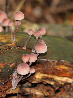 Bleeding Fairy Helmet - Mycena haematopus Small, pinkish mushroom with white gills. It exuded a purple juice from the stem when I disturbed it. 

Habitat: Growing on rotting wood in a deciduous forest.
https://www.jungledragon.com/image/73298/bleeding_fairy_helmet_-_mycena_haematopus.html
https://www.jungledragon.com/image/73302/bleeding_fairy_helmet_-_mycena_haematopus.html
https://www.jungledragon.com/image/73300/bleeding_fairy_helmet_-_mycena_haematopus.html
https://www.jungledragon.com/image/73299/bleeding_fairy_helmet_-_mycena_haematopus.html Bleeding fairy helmet,Geotagged,Mycena haematopus,Summer,United States