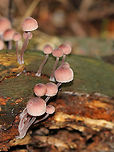 Bleeding Fairy Helmet - Mycena haematopus Small, pinkish mushroom with white gills. It exuded a purple juice from the stem when I disturbed it. <br />
<br />
Habitat: Growing on rotting wood in a deciduous forest.<br />
https://www.jungledragon.com/image/73298/bleeding_fairy_helmet_-_mycena_haematopus.html<br />
https://www.jungledragon.com/image/73302/bleeding_fairy_helmet_-_mycena_haematopus.html<br />
https://www.jungledragon.com/image/73300/bleeding_fairy_helmet_-_mycena_haematopus.html<br />
https://www.jungledragon.com/image/73299/bleeding_fairy_helmet_-_mycena_haematopus.html Bleeding fairy helmet,Geotagged,Mycena haematopus,Summer,United States