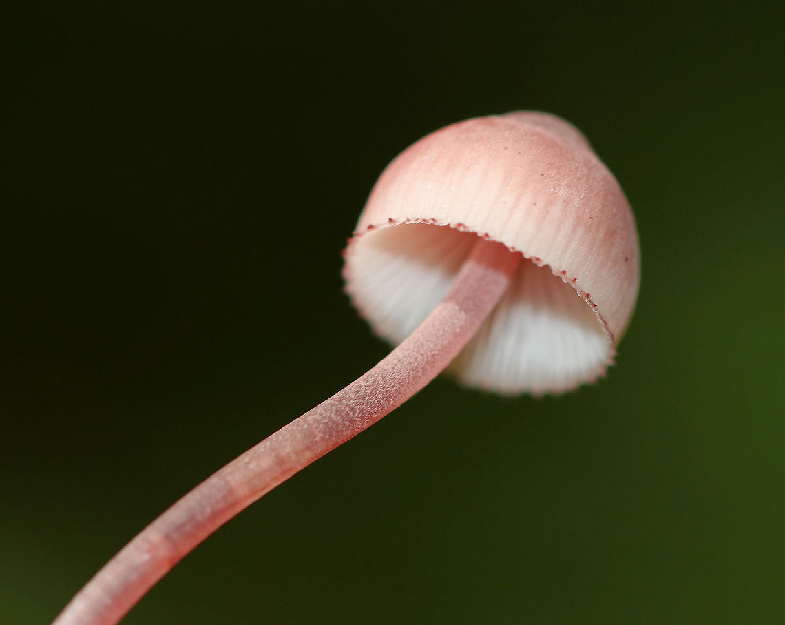 Bleeding Fairy Helmet - Mycena haematopus Small, pinkish mushroom with white gills. It exuded a purple juice from the stem when I disturbed it. <br />
<br />
Habitat: Growing on rotting wood in a deciduous forest.<br />
<figure class="photo"><a href="https://www.jungledragon.com/image/73298/bleeding_fairy_helmet_-_mycena_haematopus.html" title="Bleeding Fairy Helmet - Mycena haematopus"><img src="https://s3.amazonaws.com/media.jungledragon.com/images/3232/73298_thumb.jpg?AWSAccessKeyId=05GMT0V3GWVNE7GGM1R2&Expires=1770854410&Signature=Bgm59br7dBaXcG0HJouBUnS7508%3D" width="146" height="152" alt="Bleeding Fairy Helmet - Mycena haematopus Small, pinkish mushroom with white gills. It exuded a purple juice from the stem when I disturbed it. <br />
<br />
Habitat: Growing on rotting wood in a deciduous forest.<br />
https://www.jungledragon.com/image/73302/bleeding_fairy_helmet_-_mycena_haematopus.html<br />
https://www.jungledragon.com/image/73301/bleeding_fairy_helmet_-_mycena_haematopus.html<br />
https://www.jungledragon.com/image/73300/bleeding_fairy_helmet_-_mycena_haematopus.html<br />
https://www.jungledragon.com/image/73299/bleeding_fairy_helmet_-_mycena_haematopus.html Bleeding fairy helmet,Geotagged,Mycena haematopus,Summer,United States,fungus,mushroom,pink" /></a></figure><br />
<figure class="photo"><a href="https://www.jungledragon.com/image/73301/bleeding_fairy_helmet_-_mycena_haematopus.html" title="Bleeding Fairy Helmet - Mycena haematopus"><img src="https://s3.amazonaws.com/media.jungledragon.com/images/3232/73301_thumb.jpg?AWSAccessKeyId=05GMT0V3GWVNE7GGM1R2&Expires=1770854410&Signature=Aj%2BUfJT42KldyYvw5M6S1TtQIHQ%3D" width="114" height="152" alt="Bleeding Fairy Helmet - Mycena haematopus Small, pinkish mushroom with white gills. It exuded a purple juice from the stem when I disturbed it. <br />
<br />
Habitat: Growing on rotting wood in a deciduous forest.<br />
https://www.jungledragon.com/image/73298/bleeding_fairy_helmet_-_mycena_haematopus.html<br />
https://www.jungledragon.com/image/73302/bleeding_fairy_helmet_-_mycena_haematopus.html<br />
https://www.jungledragon.com/image/73300/bleeding_fairy_helmet_-_mycena_haematopus.html<br />
https://www.jungledragon.com/image/73299/bleeding_fairy_helmet_-_mycena_haematopus.html Bleeding fairy helmet,Geotagged,Mycena haematopus,Summer,United States" /></a></figure><br />
<figure class="photo"><a href="https://www.jungledragon.com/image/73300/bleeding_fairy_helmet_-_mycena_haematopus.html" title="Bleeding Fairy Helmet - Mycena haematopus"><img src="https://s3.amazonaws.com/media.jungledragon.com/images/3232/73300_thumb.jpg?AWSAccessKeyId=05GMT0V3GWVNE7GGM1R2&Expires=1770854410&Signature=wYKrLe4yCCvFaxOVFYTZrSr6oAo%3D" width="200" height="160" alt="Bleeding Fairy Helmet - Mycena haematopus Small, pinkish mushroom with white gills. It exuded a purple juice from the stem when I disturbed it. <br />
<br />
Habitat: Growing on rotting wood in a deciduous forest.<br />
https://www.jungledragon.com/image/73298/bleeding_fairy_helmet_-_mycena_haematopus.html<br />
https://www.jungledragon.com/image/73302/bleeding_fairy_helmet_-_mycena_haematopus.html<br />
https://www.jungledragon.com/image/73301/bleeding_fairy_helmet_-_mycena_haematopus.html<br />
https://www.jungledragon.com/image/73299/bleeding_fairy_helmet_-_mycena_haematopus.html Bleeding fairy helmet,Geotagged,Mycena haematopus,Summer,United States" /></a></figure><br />
<figure class="photo"><a href="https://www.jungledragon.com/image/73299/bleeding_fairy_helmet_-_mycena_haematopus.html" title="Bleeding Fairy Helmet - Mycena haematopus"><img src="https://s3.amazonaws.com/media.jungledragon.com/images/3232/73299_thumb.jpg?AWSAccessKeyId=05GMT0V3GWVNE7GGM1R2&Expires=1770854410&Signature=W7c%2FDJJJyC5hDPqcXnkBvQhf3gg%3D" width="130" height="152" alt="Bleeding Fairy Helmet - Mycena haematopus Small, pinkish mushroom with white gills. It exuded a purple juice from the stem when I disturbed it. <br />
<br />
Habitat: Growing on rotting wood in a deciduous forest.<br />
https://www.jungledragon.com/image/73298/bleeding_fairy_helmet_-_mycena_haematopus.html<br />
https://www.jungledragon.com/image/73302/bleeding_fairy_helmet_-_mycena_haematopus.html<br />
https://www.jungledragon.com/image/73301/bleeding_fairy_helmet_-_mycena_haematopus.html<br />
https://www.jungledragon.com/image/73300/bleeding_fairy_helmet_-_mycena_haematopus.html Bleeding fairy helmet,Geotagged,Mycena haematopus,Summer,United States" /></a></figure> Bleeding fairy helmet,Geotagged,Mycena haematopus,Summer,United States