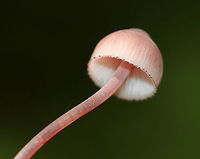 Bleeding Fairy Helmet - Mycena haematopus Small, pinkish mushroom with white gills. It exuded a purple juice from the stem when I disturbed it. <br />
<br />
Habitat: Growing on rotting wood in a deciduous forest.<br />
https://www.jungledragon.com/image/73298/bleeding_fairy_helmet_-_mycena_haematopus.html<br />
https://www.jungledragon.com/image/73301/bleeding_fairy_helmet_-_mycena_haematopus.html<br />
https://www.jungledragon.com/image/73300/bleeding_fairy_helmet_-_mycena_haematopus.html<br />
https://www.jungledragon.com/image/73299/bleeding_fairy_helmet_-_mycena_haematopus.html Bleeding fairy helmet,Geotagged,Mycena haematopus,Summer,United States