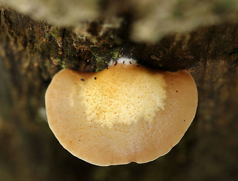 Soft Slipper - Crepidotus mollis Habitat: Growing on wood in a decidous forest
https://www.jungledragon.com/image/73304/soft_slipper_-_crepidotus_mollis.html Crepidotus,Crepidotus mollis,Geotagged,Soft Slipper,Summer,United States,crep,fungus,mushroom