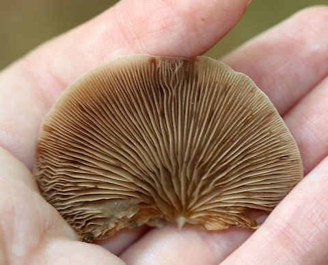 Soft Slipper - Crepidotus mollis Habitat: Growing on wood in a decidous forest
https://www.jungledragon.com/image/73303/soft_slipper_-_crepidotus_mollis.html Crepidotus mollis,Geotagged,Soft Slipper,Summer,United States