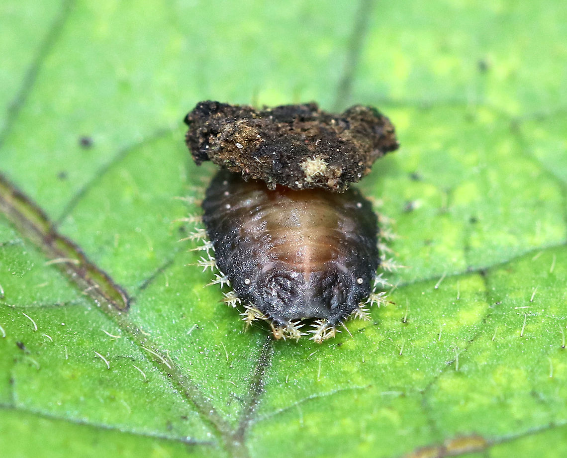 Golden Tortoise Beetle Larva - Charidotella sexpunctata I think this is the head end??<br />
<br />
The larvae of the Golden Tortoise Beetle have broad, flattened bodies that are adorned with branched spines. They carry their cast skins and fecal material on their back - attached to spines arising from the posterior end of their body, a structure called an "anal fork." The anal fork is used to hold the debris over the back of the body, forming a fecal shield that deters predation. <br />
<br />
Habitat: Rural backyard<br />
<figure class="photo"><a href="https://www.jungledragon.com/image/73307/golden_tortoise_beetle_larva_-_charidotella_sexpunctata.html" title="Golden Tortoise Beetle Larva - Charidotella sexpunctata"><img src="https://s3.amazonaws.com/media.jungledragon.com/images/3232/73307_thumb.jpg?AWSAccessKeyId=05GMT0V3GWVNE7GGM1R2&Expires=1763596810&Signature=QxRRcTn0UdhndoGsYDE0C5oPj0M%3D" width="200" height="148" alt="Golden Tortoise Beetle Larva - Charidotella sexpunctata The larvae of the Golden Tortoise Beetle have broad, flattened bodies that are adorned with branched spines. They carry their cast skins and fecal material on their back - attached to spines arising from the posterior end of their body, a structure called an "anal fork." The anal fork is used to hold the debris over the back of the body, forming a fecal shield that deters predation. <br />
<br />
Habitat: Rural backyard - on morning glory <br />
https://www.jungledragon.com/image/73305/golden_tortoise_beetle_larva_-_charidotella_sexpunctata.html Charidotella sexpunctata,Fall,Geotagged,Golden Tortoise Beetle,United States" /></a></figure> Charidotella sexpunctata,Fall,Geotagged,Golden Tortoise Beetle,United States,beetle larva,larva