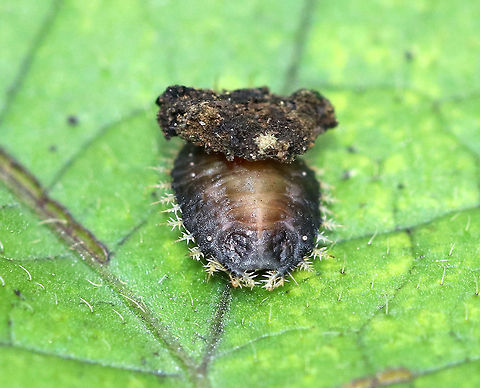 Golden Tortoise Beetle Larva - Charidotella sexpunctata I think this is the head end??

The larvae of the Golden Tortoise Beetle have broad, flattened bodies that are adorned with branched spines. They carry their cast skins and fecal material on their back - attached to spines arising from the posterior end of their body, a structure called an "anal fork." The anal fork is used to hold the debris over the back of the body, forming a fecal shield that deters predation. 

Habitat: Rural backyard
https://www.jungledragon.com/image/73307/golden_tortoise_beetle_larva_-_charidotella_sexpunctata.html Charidotella sexpunctata,Fall,Geotagged,Golden Tortoise Beetle,United States,beetle larva,larva