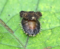 Golden Tortoise Beetle Larva - Charidotella sexpunctata I think this is the head end??<br />
<br />
The larvae of the Golden Tortoise Beetle have broad, flattened bodies that are adorned with branched spines. They carry their cast skins and fecal material on their back - attached to spines arising from the posterior end of their body, a structure called an "anal fork." The anal fork is used to hold the debris over the back of the body, forming a fecal shield that deters predation. <br />
<br />
Habitat: Rural backyard<br />
https://www.jungledragon.com/image/73307/golden_tortoise_beetle_larva_-_charidotella_sexpunctata.html Charidotella sexpunctata,Fall,Geotagged,Golden Tortoise Beetle,United States,beetle larva,larva