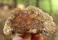 Thin Walled Maze Polypore - Daedaleopsis confragosa Habitat: Yellow birch (Betula alleghaniensis)<br />
https://www.jungledragon.com/image/73341/thin_walled_maze_polypore_-_daedaleopsis_confragosa.html<br />
https://www.jungledragon.com/image/73342/thin_walled_maze_polypore_-_daedaleopsis_confragosa.html Daedaleopsis confragosa,Geotagged,Summer,Thin walled maze polypore,United States