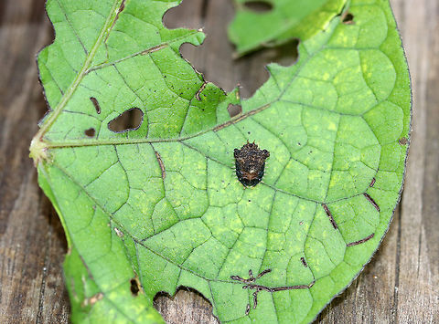 Golden Tortoise Beetle Larva - Charidotella sexpunctata The larvae of the Golden Tortoise Beetle have broad, flattened bodies that are adorned with branched spines. They carry their cast skins and fecal material on their back - attached to spines arising from the posterior end of their body, a structure called an "anal fork." The anal fork is used to hold the debris over the back of the body, forming a fecal shield that deters predation. 

Habitat: Rural backyard - on morning glory 
https://www.jungledragon.com/image/73305/golden_tortoise_beetle_larva_-_charidotella_sexpunctata.html Charidotella sexpunctata,Fall,Geotagged,Golden Tortoise Beetle,United States