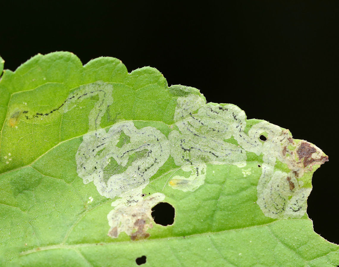 Agromyzidae Leaf Mine Serpentine mines with some specks/lines of black excrement. There were two mines on this leaf, and it looks like they both end with a yellow blob - maybe the developing larva? I think they could be Phytomyza sp., but I&#039;m not sure.<br />
<br />
Habitat: On a  leaf in a rural backyard Agromyzidae,Fall,Geotagged,Leaf Miner Fly,Leafminer,United States,leaf mine,phytomyza