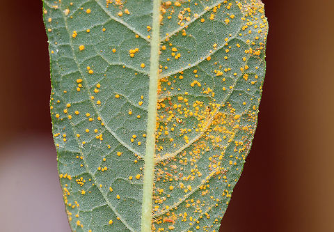 Coleosporium vernoniae