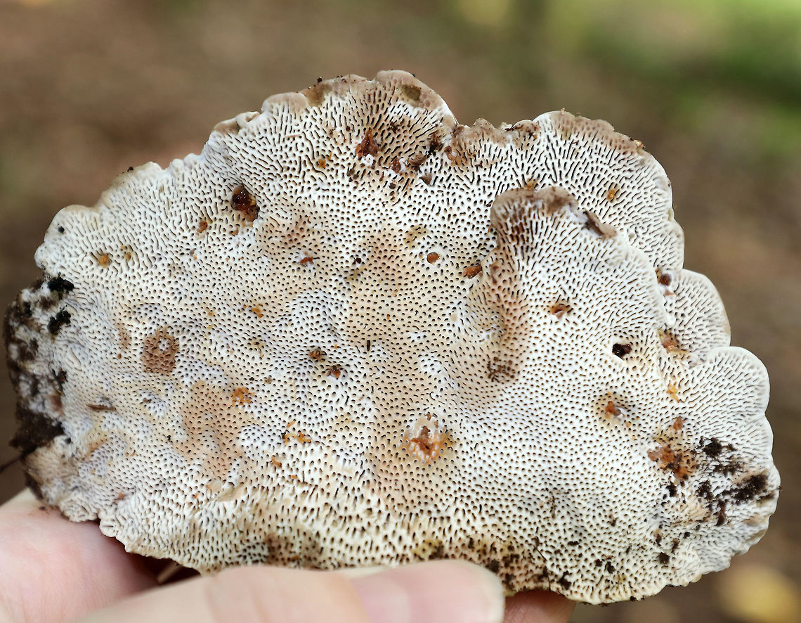 Thin Walled Maze Polypore - Daedaleopsis confragosa Habitat: Yellow birch (Betula alleghaniensis)<br />
<figure class="photo"><a href="https://www.jungledragon.com/image/73306/thin_walled_maze_polypore_-_daedaleopsis_confragosa.html" title="Thin Walled Maze Polypore - Daedaleopsis confragosa"><img src="https://s3.amazonaws.com/media.jungledragon.com/images/3232/73306_thumb.jpg?AWSAccessKeyId=05GMT0V3GWVNE7GGM1R2&Expires=1767225610&Signature=oTPq7U0v1Hgw2hAu30N%2B8mnGVpM%3D" width="200" height="142" alt="Thin Walled Maze Polypore - Daedaleopsis confragosa Habitat: Yellow birch (Betula alleghaniensis)<br />
https://www.jungledragon.com/image/73341/thin_walled_maze_polypore_-_daedaleopsis_confragosa.html<br />
https://www.jungledragon.com/image/73342/thin_walled_maze_polypore_-_daedaleopsis_confragosa.html Daedaleopsis confragosa,Geotagged,Summer,Thin walled maze polypore,United States" /></a></figure><br />
<figure class="photo"><a href="https://www.jungledragon.com/image/73342/thin_walled_maze_polypore_-_daedaleopsis_confragosa.html" title="Thin Walled Maze Polypore - Daedaleopsis confragosa"><img src="https://s3.amazonaws.com/media.jungledragon.com/images/3232/73342_thumb.jpg?AWSAccessKeyId=05GMT0V3GWVNE7GGM1R2&Expires=1767225610&Signature=ncNtb0Xabnk97E6pbZ9ipPK6fNM%3D" width="200" height="146" alt="Thin Walled Maze Polypore - Daedaleopsis confragosa Habitat: Yellow birch (Betula alleghaniensis)<br />
https://www.jungledragon.com/image/73341/thin_walled_maze_polypore_-_daedaleopsis_confragosa.html<br />
https://www.jungledragon.com/image/73306/thin_walled_maze_polypore_-_daedaleopsis_confragosa.html Daedaleopsis confragosa,Geotagged,Summer,Thin walled maze polypore,United States" /></a></figure> Daedaleopsis confragosa,Geotagged,Summer,Thin walled maze polypore,United States