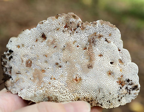 Thin Walled Maze Polypore - Daedaleopsis confragosa Habitat: Yellow birch (Betula alleghaniensis)
https://www.jungledragon.com/image/73306/thin_walled_maze_polypore_-_daedaleopsis_confragosa.html
https://www.jungledragon.com/image/73342/thin_walled_maze_polypore_-_daedaleopsis_confragosa.html Daedaleopsis confragosa,Geotagged,Summer,Thin walled maze polypore,United States