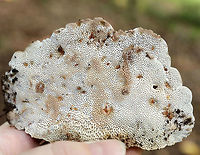 Thin Walled Maze Polypore - Daedaleopsis confragosa Habitat: Yellow birch (Betula alleghaniensis)<br />
https://www.jungledragon.com/image/73306/thin_walled_maze_polypore_-_daedaleopsis_confragosa.html<br />
https://www.jungledragon.com/image/73342/thin_walled_maze_polypore_-_daedaleopsis_confragosa.html Daedaleopsis confragosa,Geotagged,Summer,Thin walled maze polypore,United States