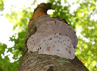 Thin Walled Maze Polypore - Daedaleopsis confragosa Habitat: Yellow birch (Betula alleghaniensis)<br />
https://www.jungledragon.com/image/73341/thin_walled_maze_polypore_-_daedaleopsis_confragosa.html<br />
https://www.jungledragon.com/image/73306/thin_walled_maze_polypore_-_daedaleopsis_confragosa.html Daedaleopsis confragosa,Geotagged,Summer,Thin walled maze polypore,United States