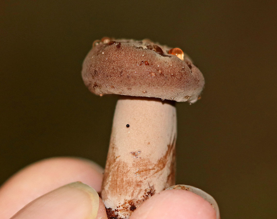 Corrugated-cap Milky - Lactifluus corrugis Tiny Lactarius with a reddish brown cap and pinkish brown stipe. It leaked latex from the cap, stipe, and gills. The latex ranged in color from clear to red. The stipe bruised easily when handled. <br />
<br />
Habitat: Growing on the ground in a wooded, mostly deciduous backyard habitat.<br />
<figure class="photo"><a href="https://www.jungledragon.com/image/73344/corrugated-cap_milky_-_lactifluus_corrugis.html" title="Corrugated-cap Milky - Lactifluus corrugis"><img src="https://s3.amazonaws.com/media.jungledragon.com/images/3232/73344_thumb.jpg?AWSAccessKeyId=05GMT0V3GWVNE7GGM1R2&Expires=1767225610&Signature=ifmeRUZyKT8BzzmC7JHDoXigNt4%3D" width="200" height="158" alt="Corrugated-cap Milky - Lactifluus corrugis Tiny Lactarius with a reddish brown cap and pinkish brown stipe. It leaked latex from the cap, stipe, and gills. The latex ranged in color from clear to red. The stipe bruised easily when handled. <br />
<br />
Habitat: Growing on the ground in a wooded, mostly deciduous backyard habitat.<br />
https://www.jungledragon.com/image/73343/corrugated-cap_milky_-_lactifluus_corrugis.html Corrugated-cap milky,Fall,Geotagged,Lactifluus corrugis,United States" /></a></figure> Corrugated-cap milky,Fall,Geotagged,Lactifluus,Lactifluus corrugis,United States,mushroom