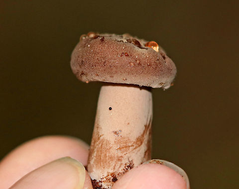 Corrugated-cap Milky - Lactifluus corrugis Tiny Lactarius with a reddish brown cap and pinkish brown stipe. It leaked latex from the cap, stipe, and gills. The latex ranged in color from clear to red. The stipe bruised easily when handled. 

Habitat: Growing on the ground in a wooded, mostly deciduous backyard habitat.
https://www.jungledragon.com/image/73344/corrugated-cap_milky_-_lactifluus_corrugis.html Corrugated-cap milky,Fall,Geotagged,Lactifluus,Lactifluus corrugis,United States,mushroom