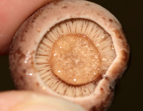 Corrugated-cap Milky - Lactifluus corrugis Tiny Lactarius with a reddish brown cap and pinkish brown stipe. It leaked latex from the cap, stipe, and gills. The latex ranged in color from clear to red. The stipe bruised easily when handled. 

Habitat: Growing on the ground in a wooded, mostly deciduous backyard habitat.
https://www.jungledragon.com/image/73343/corrugated-cap_milky_-_lactifluus_corrugis.html Corrugated-cap milky,Fall,Geotagged,Lactifluus corrugis,United States