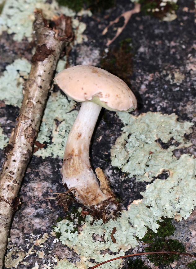 Pale Bolete - Boletus pallidus Cap was soft and very pale pinkish. Pores were yellow and bruised greenish when marked. <br />
<br />
Habitat: Growing on the ground in a backyard, wooded area with lots of oak and some conifers. Boletus pallidus,Fall,Geotagged,United States,bolete,mushroom,pale bolete