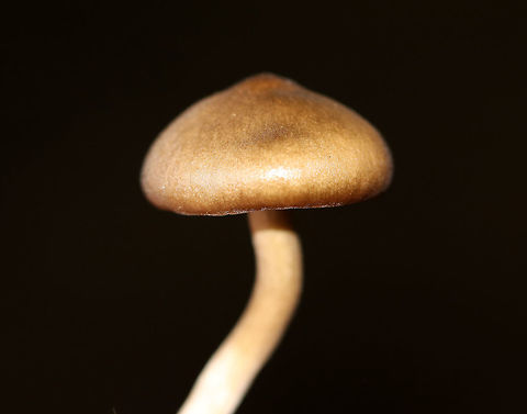 Entolomatoid Mushroom - Entoloma sp. Habitat: Growing on the ground in a mostly deciduous, backyard habitat
https://www.jungledragon.com/image/73347/entolomatoid_mushroom_-_entoloma_sp.html Fall,Geotagged,United States,entoloma,fungus,mushroom