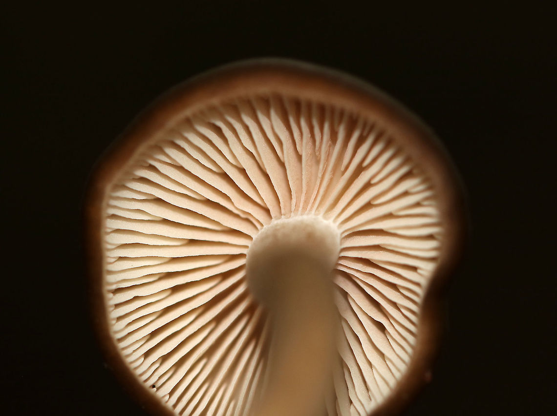 Entolomatoid Mushroom - Entoloma sp. Habitat: Growing on the ground in a mostly deciduous, backyard habitat<br />
<figure class="photo"><a href="https://www.jungledragon.com/image/73346/entolomatoid_mushroom_-_entoloma_sp.html" title="Entolomatoid Mushroom - Entoloma sp."><img src="https://s3.amazonaws.com/media.jungledragon.com/images/3232/73346_thumb.jpg?AWSAccessKeyId=05GMT0V3GWVNE7GGM1R2&Expires=1769040010&Signature=%2FydymltihBY%2FRby0xdr00uDJ8iQ%3D" width="200" height="158" alt="Entolomatoid Mushroom - Entoloma sp. Habitat: Growing on the ground in a mostly deciduous, backyard habitat<br />
https://www.jungledragon.com/image/73347/entolomatoid_mushroom_-_entoloma_sp.html Fall,Geotagged,United States,entoloma,fungus,mushroom" /></a></figure> Fall,Geotagged,United States,entoloma,fungus,mushroom