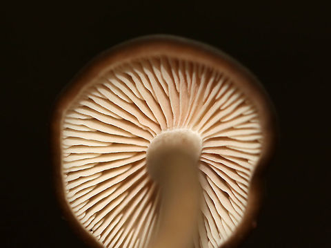 Entolomatoid Mushroom - Entoloma sp. Habitat: Growing on the ground in a mostly deciduous, backyard habitat
https://www.jungledragon.com/image/73346/entolomatoid_mushroom_-_entoloma_sp.html Fall,Geotagged,United States,entoloma,fungus,mushroom
