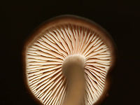 Entolomatoid Mushroom - Entoloma sp. Habitat: Growing on the ground in a mostly deciduous, backyard habitat<br />
https://www.jungledragon.com/image/73346/entolomatoid_mushroom_-_entoloma_sp.html Fall,Geotagged,United States,entoloma,fungus,mushroom