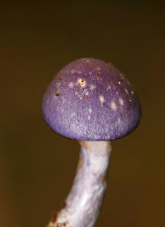Spotted Cort - Cortinarius iodes Habitat: Mostly deciduous, backyard habitat Cortinarius iodes,Fall,Fungus,Geotagged,Spotted cort,United States,cortinarius,mushroom,purple