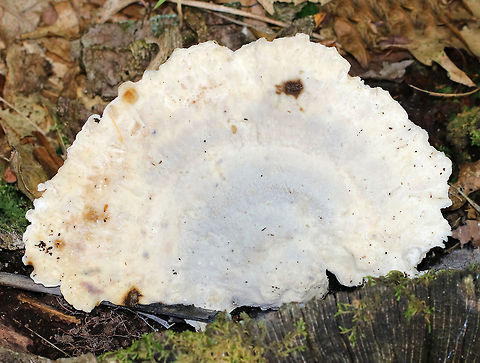 Blue Cheese Polypore - Postia livens Soft, spongy, white fungus. It had a blue-gray tint. Odor was very fragrant.

Habitat: Growing on a stump in a deciduous, backyard habitat
https://www.jungledragon.com/image/73359/wb2.html Blue Cheese Polypore,Fall,Geotagged,Postia caesia,Postia livens,United States,polypore