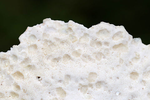 Blue Cheese Polypore - Postia livens Soft, spongy, white fungus. It had a blue-gray tint. Odor was very fragrant.

Habitat: Growing on a stump in a deciduous, backyard habitat
https://www.jungledragon.com/image/73358/blue_cheese_polypore_-_postia_caesia.html Blue Cheese Polypore,Fall,Geotagged,Postia caesia,Postia livens,United States