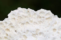 Blue Cheese Polypore - Postia livens Soft, spongy, white fungus. It had a blue-gray tint. Odor was very fragrant.<br />
<br />
Habitat: Growing on a stump in a deciduous, backyard habitat<br />
https://www.jungledragon.com/image/73358/blue_cheese_polypore_-_postia_caesia.html Blue Cheese Polypore,Fall,Geotagged,Postia caesia,Postia livens,United States