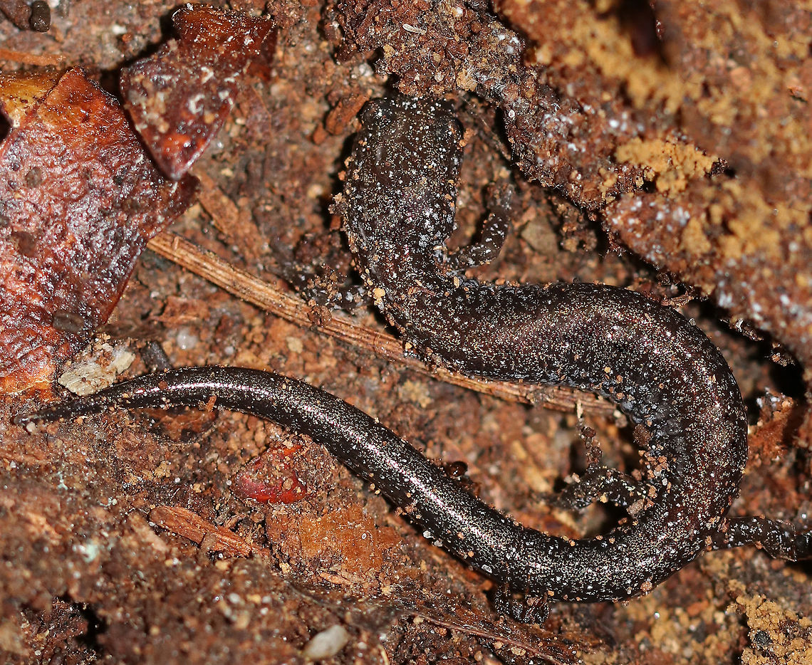 Lead-backed Salamander - Plethodon cinereus It had a blackish brown body with beautiful, bronze speckles. <br />
<br />
Plethodon cinereus exhibits color polymorphism with two common color variations - the &#039;red-backed&#039; variety has a red dorsal stripe that tapers towards the tail and the &#039;lead-backed&#039; variety lacks most or all of the red pigmentation. This spotting shows the lead-backed variety. Fall,Geotagged,Plethodon cinereus,Red- backed salamander,United States,salamander