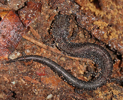 Lead-backed Salamander - Plethodon cinereus It had a blackish brown body with beautiful, bronze speckles. 

Plethodon cinereus exhibits color polymorphism with two common color variations - the 'red-backed' variety has a red dorsal stripe that tapers towards the tail and the 'lead-backed' variety lacks most or all of the red pigmentation. This spotting shows the lead-backed variety. Fall,Geotagged,Plethodon cinereus,Red- backed salamander,United States,salamander