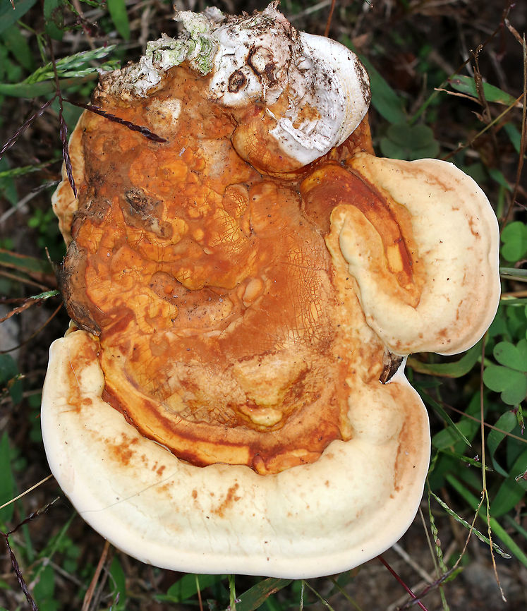Ganoderma curtisii Irregular-shaped fungus growing in grass &ndash; in a shady spot near the edge of the woods with oak and maple nearby. The pores were white, roundish, and bruised when marked.<br />
<figure class="photo"><a href="https://www.jungledragon.com/image/73364/ganoderma_curtisii.html" title="Ganoderma curtisii"><img src="https://s3.amazonaws.com/media.jungledragon.com/images/3232/73364_thumb.jpg?AWSAccessKeyId=05GMT0V3GWVNE7GGM1R2&Expires=1759968010&Signature=vm%2BNyAFP6nXEqWECznz4EPPy4PU%3D" width="200" height="136" alt="Ganoderma curtisii Irregular-shaped fungus growing in grass &ndash; in a shady spot near the edge of the woods with oak and maple nearby. The pores were white, roundish, and bruised when marked.<br />
https://www.jungledragon.com/image/73363/ganoderma_curtisii.html Fall,Ganoderma,Ganoderma curtisii,Geotagged,United States" /></a></figure> Fall,Ganoderma,Ganoderma curtisii,Geotagged,United States