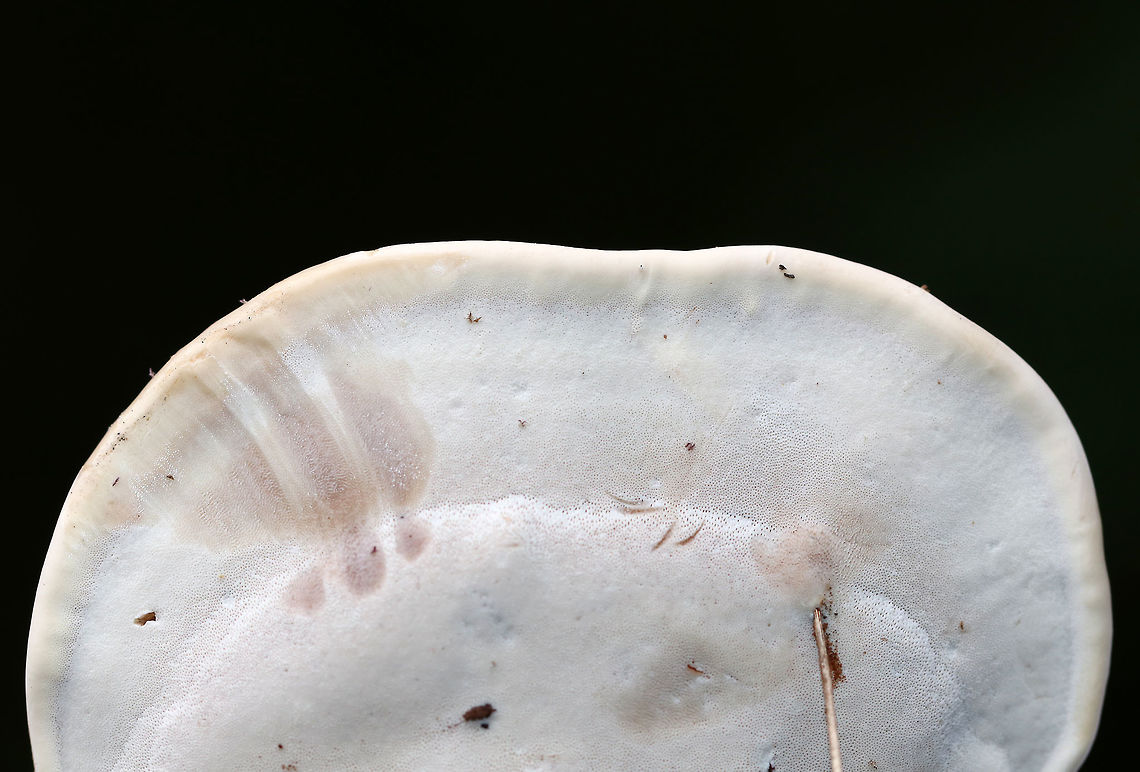 Ganoderma curtisii Irregular-shaped fungus growing in grass &ndash; in a shady spot near the edge of the woods with oak and maple nearby. The pores were white, roundish, and bruised when marked.<br />
<figure class="photo"><a href="https://www.jungledragon.com/image/73363/ganoderma_curtisii.html" title="Ganoderma curtisii"><img src="https://s3.amazonaws.com/media.jungledragon.com/images/3232/73363_thumb.jpg?AWSAccessKeyId=05GMT0V3GWVNE7GGM1R2&Expires=1769040010&Signature=VLbd3hhEwiLEZEtrMKK%2FHEKyrZ8%3D" width="132" height="152" alt="Ganoderma curtisii Irregular-shaped fungus growing in grass &ndash; in a shady spot near the edge of the woods with oak and maple nearby. The pores were white, roundish, and bruised when marked.<br />
https://www.jungledragon.com/image/73364/ganoderma_curtisii.html Fall,Ganoderma,Ganoderma curtisii,Geotagged,United States" /></a></figure> Fall,Ganoderma,Ganoderma curtisii,Geotagged,United States
