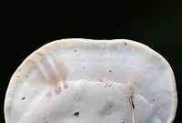 Ganoderma curtisii Irregular-shaped fungus growing in grass – in a shady spot near the edge of the woods with oak and maple nearby. The pores were white, roundish, and bruised when marked.<br />
https://www.jungledragon.com/image/73363/ganoderma_curtisii.html Fall,Ganoderma,Ganoderma curtisii,Geotagged,United States