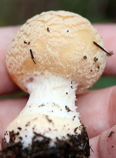 Poison Champagne Amanita - Amanita crenulata 
Pale tan cap covered with champagne-colored volva warts. The gills were white. The stem was white. The bulb was enlarged and had a ring of champagne coloring. 

This species is toxic and produces dramatic symptoms, similar to those of Amanita muscaria and Amanita pantherina. Amanita crenulata,Fall,Geotagged,Poison Champagne Amanita,United States,amanita,fungus,mushroom