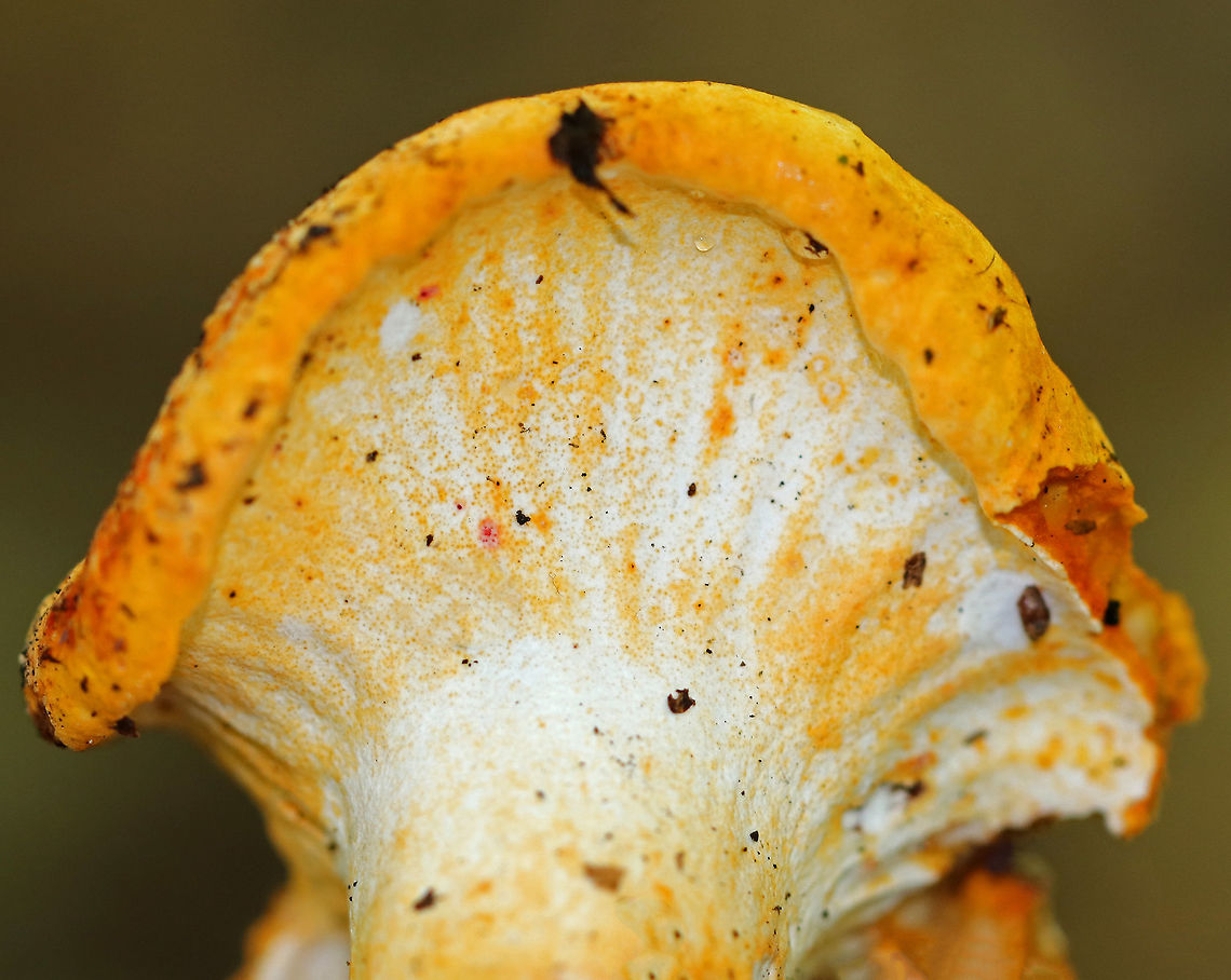 Lobster Mushroom - Hypomyces lactifluorum Habitat: Coniferous forest<br />
<figure class="photo"><a href="https://www.jungledragon.com/image/73406/lobster_mushroom_-_hypomyces_lactifluorum.html" title="Lobster Mushroom - Hypomyces lactifluorum"><img src="https://s3.amazonaws.com/media.jungledragon.com/images/3232/73406_thumb.jpg?AWSAccessKeyId=05GMT0V3GWVNE7GGM1R2&Expires=1759968010&Signature=%2FSqnh%2BBogO6qhtMzjWqAhmF08Lo%3D" width="200" height="162" alt="Lobster Mushroom - Hypomyces lactifluorum Habitat: Coniferous forest<br />
https://www.jungledragon.com/image/73405/lobster_mushroom_-_hypomyces_lactifluorum.html Fall,Geotagged,Hypomyces lactifluorum,Lobster mushroom,United States,fungus,mushroom" /></a></figure> Fall,Geotagged,Hypomyces lactifluorum,Lobster mushroom,United States