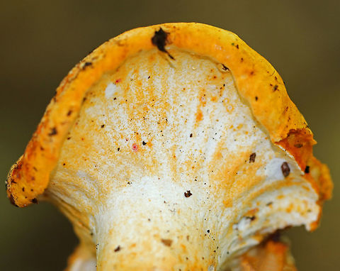 Lobster Mushroom - Hypomyces lactifluorum Habitat: Coniferous forest
https://www.jungledragon.com/image/73406/lobster_mushroom_-_hypomyces_lactifluorum.html Fall,Geotagged,Hypomyces lactifluorum,Lobster mushroom,United States