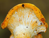 Lobster Mushroom - Hypomyces lactifluorum Habitat: Coniferous forest<br />
https://www.jungledragon.com/image/73406/lobster_mushroom_-_hypomyces_lactifluorum.html Fall,Geotagged,Hypomyces lactifluorum,Lobster mushroom,United States