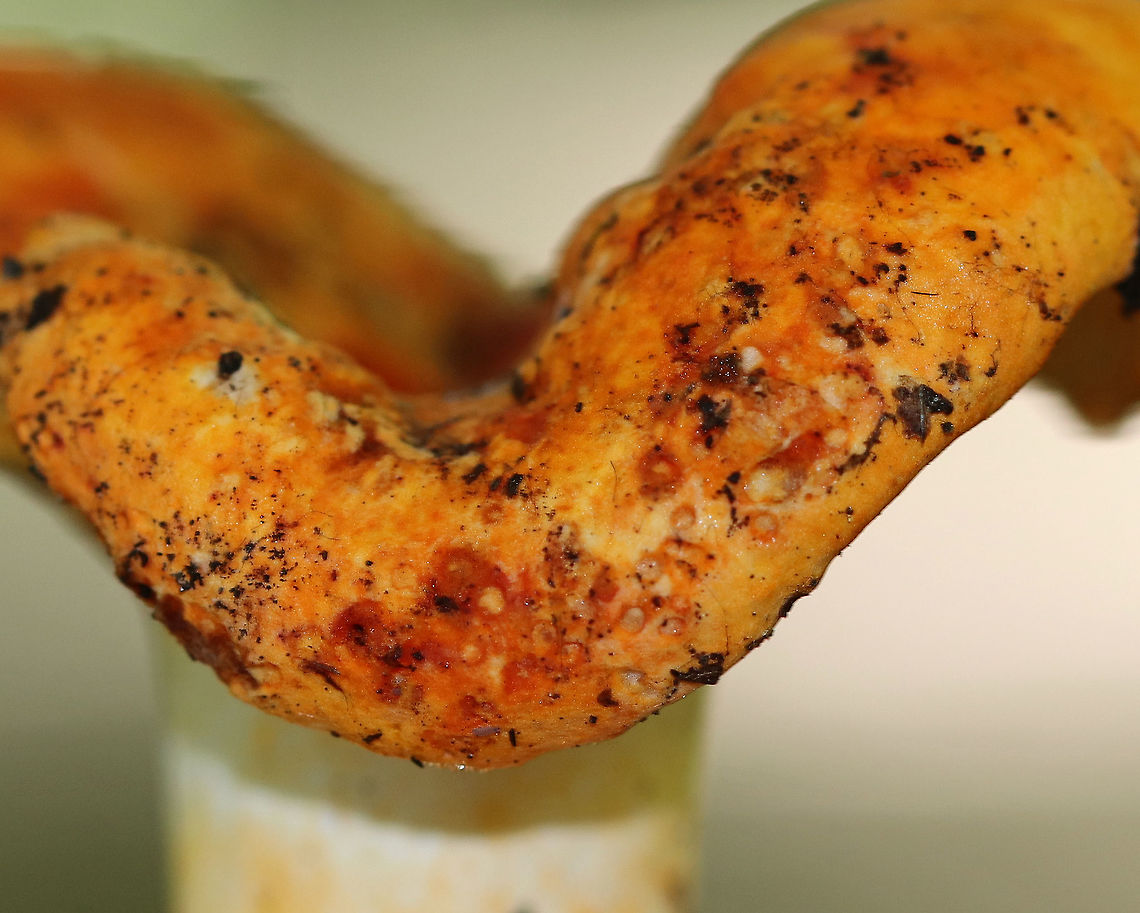 Lobster Mushroom - Hypomyces lactifluorum Habitat: Coniferous forest<br />
<figure class="photo"><a href="https://www.jungledragon.com/image/73405/lobster_mushroom_-_hypomyces_lactifluorum.html" title="Lobster Mushroom - Hypomyces lactifluorum"><img src="https://s3.amazonaws.com/media.jungledragon.com/images/3232/73405_thumb.jpg?AWSAccessKeyId=05GMT0V3GWVNE7GGM1R2&Expires=1767225610&Signature=FNyQ1w523BGVTsfxCsts31bCWQY%3D" width="200" height="160" alt="Lobster Mushroom - Hypomyces lactifluorum Habitat: Coniferous forest<br />
https://www.jungledragon.com/image/73406/lobster_mushroom_-_hypomyces_lactifluorum.html Fall,Geotagged,Hypomyces lactifluorum,Lobster mushroom,United States" /></a></figure> Fall,Geotagged,Hypomyces lactifluorum,Lobster mushroom,United States,fungus,mushroom