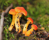 Hygrocybe squamulosa Cap was reddish orange and dry. The gills were attached to the stem, very paleyellow, and had frequent short gills. The stipe was orange, dry (but a bit greasy), and had a white base.<br />
<br />
Habitat: Growing on the ground in a mixed forest.<br />
https://www.jungledragon.com/image/73408/hygrocybe_squamulosa.html Fall,Geotagged,Hygrocybe squamulosa,United States,hygrocybe,mushroom
