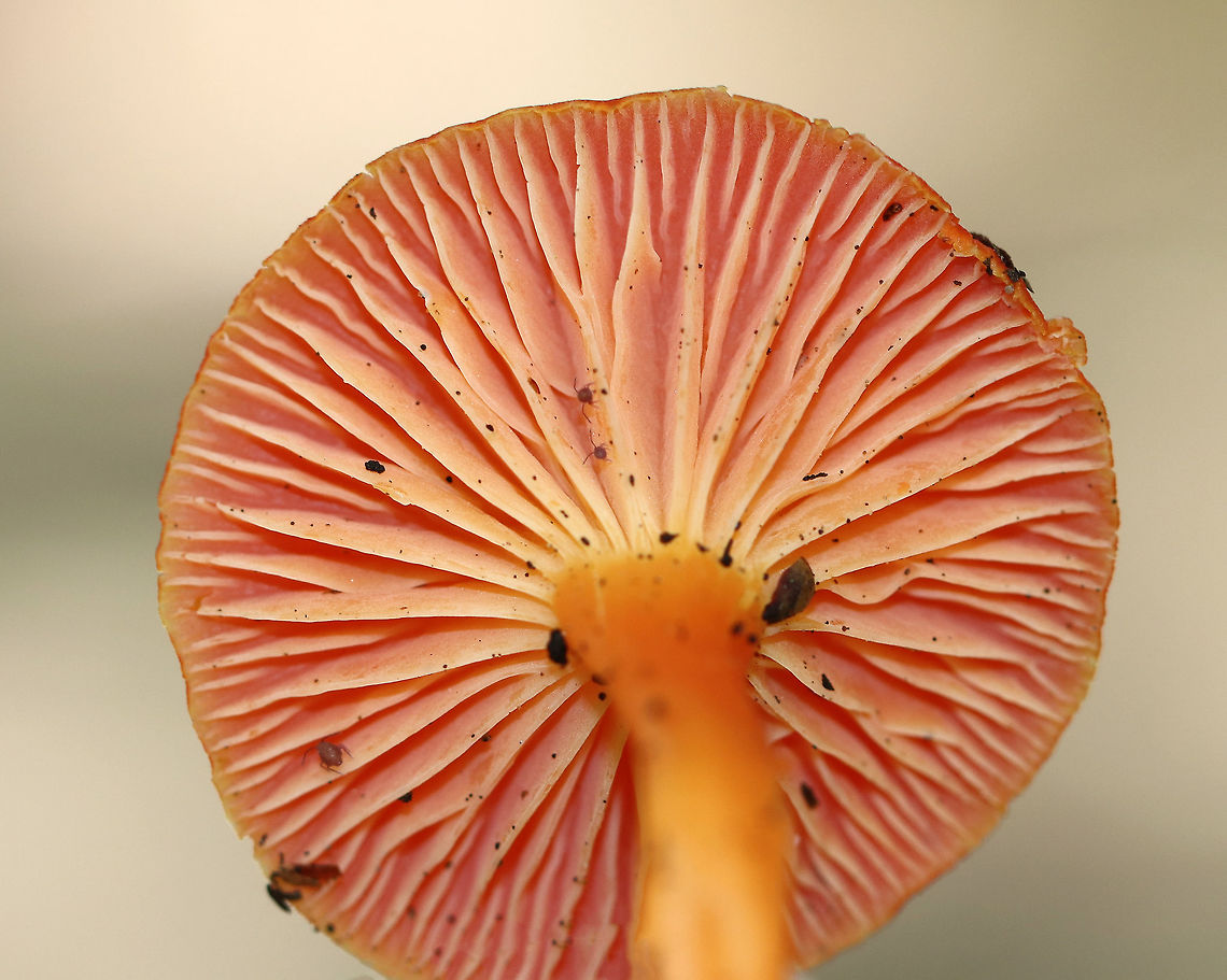 Hygrocybe squamulosa Cap was reddish orange and dry. The gills were attached to the stem, very paleyellow, and had frequent short gills. The stipe was orange, dry (but a bit greasy), and had a white base.<br />
<br />
Habitat: Growing on the ground in a mixed forest.<br />
<figure class="photo"><a href="https://www.jungledragon.com/image/73407/hygrocybe_squamulosa.html" title="Hygrocybe squamulosa"><img src="https://s3.amazonaws.com/media.jungledragon.com/images/3232/73407_thumb.jpg?AWSAccessKeyId=05GMT0V3GWVNE7GGM1R2&Expires=1763596810&Signature=rKl37YwYxCYag6HjxezVNdLD9Qw%3D" width="200" height="164" alt="Hygrocybe squamulosa Cap was reddish orange and dry. The gills were attached to the stem, very paleyellow, and had frequent short gills. The stipe was orange, dry (but a bit greasy), and had a white base.<br />
<br />
Habitat: Growing on the ground in a mixed forest.<br />
https://www.jungledragon.com/image/73408/hygrocybe_squamulosa.html Fall,Geotagged,Hygrocybe squamulosa,United States,hygrocybe,mushroom" /></a></figure> Fall,Geotagged,Hygrocybe squamulosa,United States