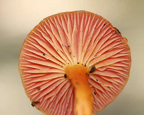 Hygrocybe squamulosa Cap was reddish orange and dry. The gills were attached to the stem, very paleyellow, and had frequent short gills. The stipe was orange, dry (but a bit greasy), and had a white base.

Habitat: Growing on the ground in a mixed forest.
https://www.jungledragon.com/image/73407/hygrocybe_squamulosa.html Fall,Geotagged,Hygrocybe squamulosa,United States