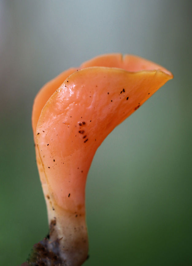 Apricot Jelly - Guepinia helvelloides Vase-like pale pink fungi. They were rubbery and ranged in size from 3-7cm tall. <br />
<br />
Habitat: Mixed forest Fall,Geotagged,Guepinia,Guepinia helvelloides,United States,apricot jelly,mushroom