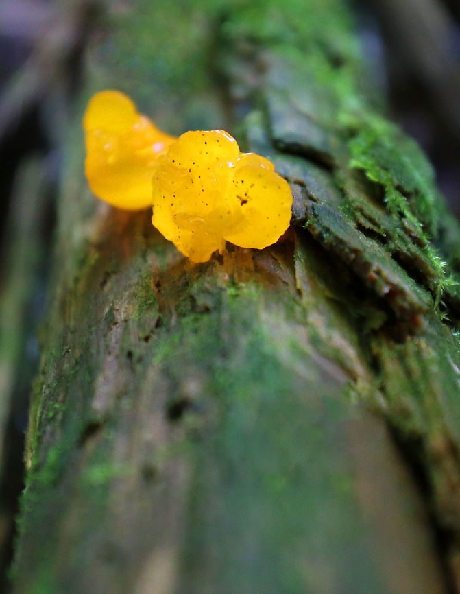 Orange Jelly Spot - Dacrymyces chrysospermus Irregular, gelatinous blobs that were orange-yellow in color. <br />
<br />
Habitat: Rotting conifer<br />
<figure class="photo"><a href="https://www.jungledragon.com/image/73411/orange_jelly_spot_-_dacrymyces_chrysospermus.html" title="Orange Jelly Spot - Dacrymyces chrysospermus"><img src="https://s3.amazonaws.com/media.jungledragon.com/images/3232/73411_thumb.jpg?AWSAccessKeyId=05GMT0V3GWVNE7GGM1R2&Expires=1769040010&Signature=lQIqCtrnj7ifgldiBYa%2BUQFyuEQ%3D" width="200" height="156" alt="Orange Jelly Spot - Dacrymyces chrysospermus Irregular, gelatinous blobs that were orange-yellow in color. <br />
<br />
Habitat: Rotting conifer<br />
https://www.jungledragon.com/image/73410/orange_jelly_spot_-_dacrymyces_chrysospermus.html Dacrymyces chrysospermus,Fall,Geotagged,United States" /></a></figure> Dacrymyces chrysospermus,Fall,Geotagged,Orange Jelly Spot,United States,jelly fungus